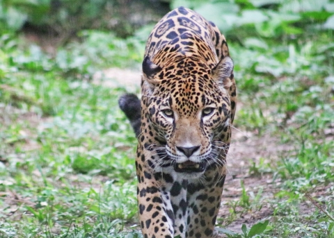 Jaguar walking through grassy area