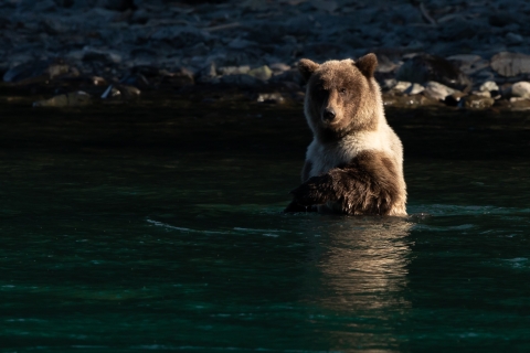 A bear stands in a blue river looking for fish