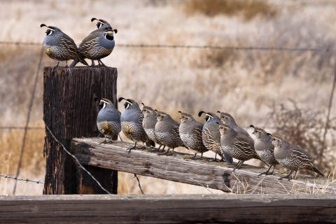 California quail covey standing on a wooden fence