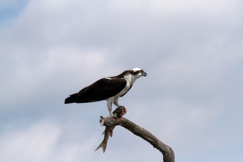 An osprey perches atop a snag with a fish in its talons.