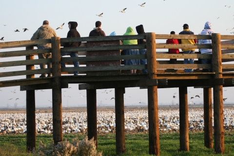 People standing on an observation deck overlooking field of white geese.