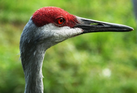 Side view of adult Mississippi sandhill crane with its characteristic red crown and white cheek patch.