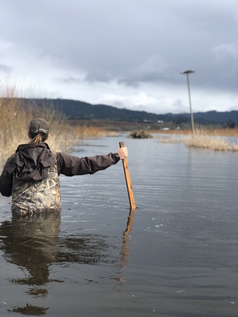 Staff person in brown jacket and hat, wearing camouflage and holding wood walking stake; staff person walking in waste deep water, with browned vegetation in spots; in distance is beaver dam and osprey nest on utility pole