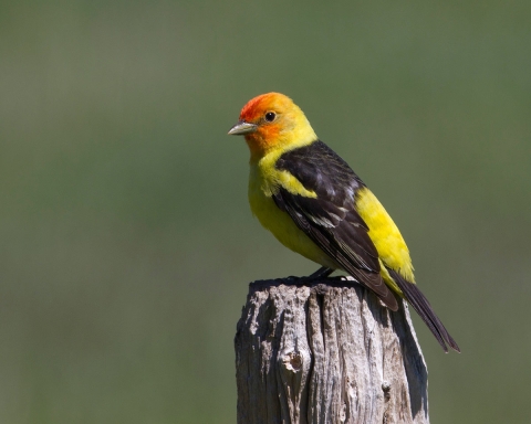 A male western tanager sits atop a fence post