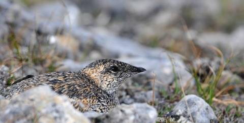 Bird with tan, black and white speckling, black beak siting on the tundra