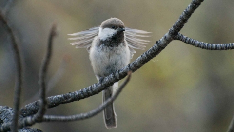 a gray bird with wings spread on a branch