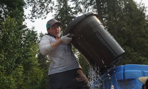 A woman lifts a heavy black plastic container more than half her size and full of holes from a blue tub full of water.