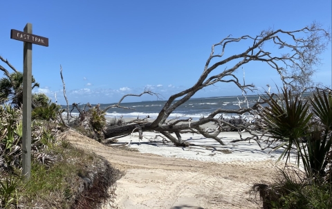 A fallen tree on a sandy beach past a sign on the left that reads East Trail.