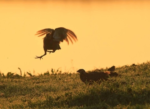 One male Attwater Prairie Chicken is shown mid-air over a grassy lek while another sits on the lek.
