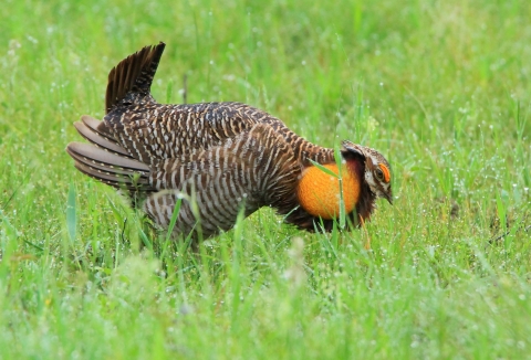 A male Attwater's prairie chicken with inflated yellow air sacs stands in a grassy field.