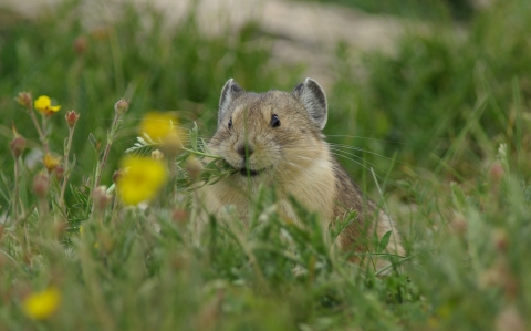 Small mammal called pika with a plant in its mouth