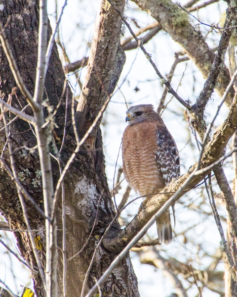 Red shouldered hawk perched