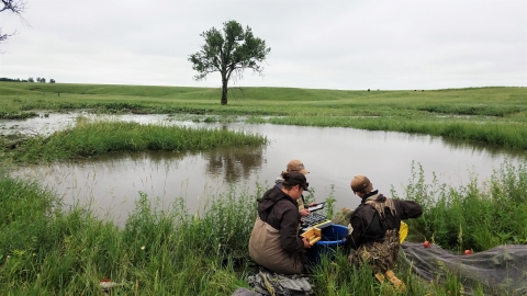 Three biologists kneel in chest waders near the edge of a crescent shaped wetland while they sort through minnows in a blue bucket.