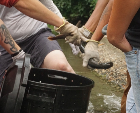 Multiple people hold onto a slippery, wriggling lamprey lifted out of a plastic transportation tub.