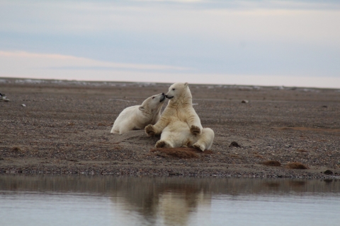 An adult polar bear sits on its haunches and touches noses with a cub sitting nearby.