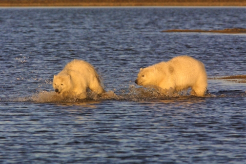 Two polar bear cubs splash through open water