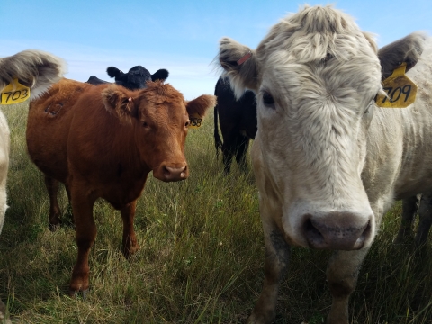 Cows examine the camera while standing in a grassland