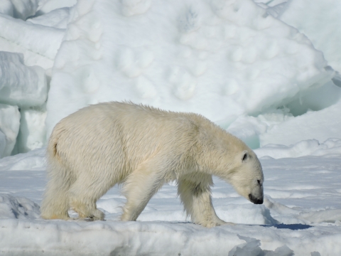 A polar bear walking along chunks of ice