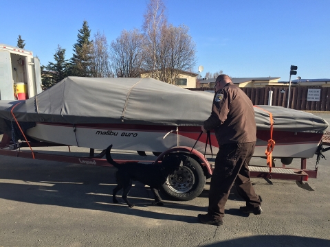 Service's K-9 Unit Dock and his handler inspect a boat for invasives.