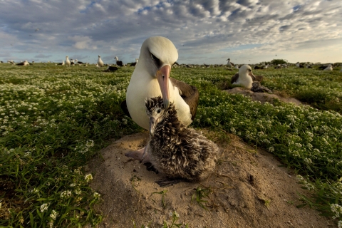 A white adult bird tends a smaller brown chick at Midway Atoll National Wildlife Refuge in the Pacific.