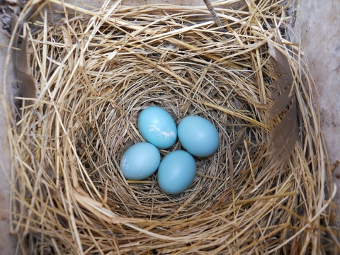 Four blue eggs in a nest. 