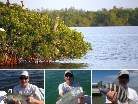 A collage showing birds perched in a mangrove tree at the edge of a body of water and a man posing with fish he has caught