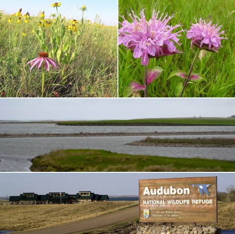 A four-photo collage: A sign that reads "Audubon National Wildlife Refuge," a wide view of a wetland, purple flowers on the prairie, and yellow flowers on the prairie