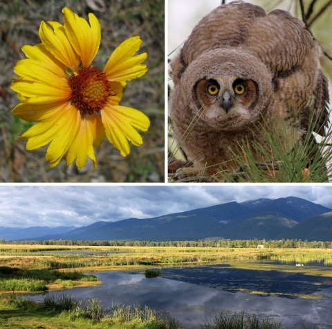 A three-photo collage: A yellow flower in bloom, a close-up of a tan owl with large yellow-and-black eyes, and a wetland scene with a mountain in the background