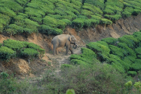 Asian elephant in tea plantation
