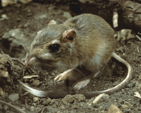 a small rodent with a long thin tail and large rear feet