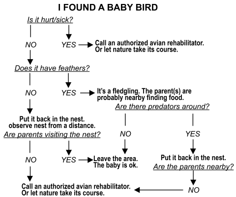 flow chart describing how to decide what to do if you find a baby bird