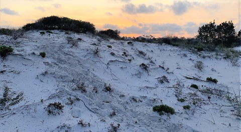 dune with plants