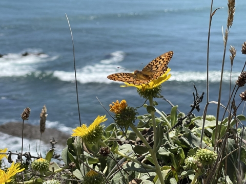Behren's silverspot butterfly perched on coastal gumweed beside the Pacific Ocean