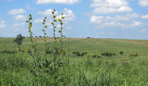 Compass plant blooming on the tallgrass prairie