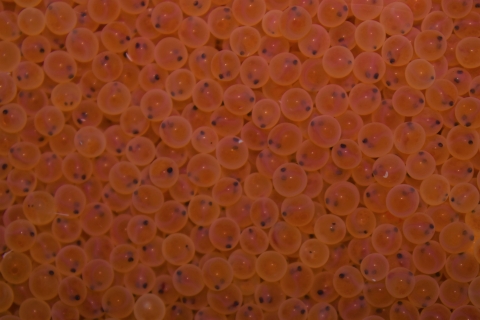 Numerous reddish orange fish eggs with dark eyespot visible