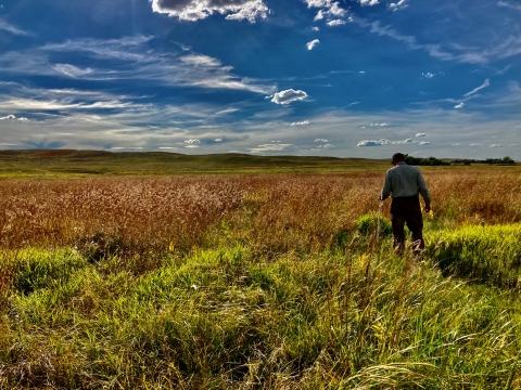A person walks in red and green prairie grass.