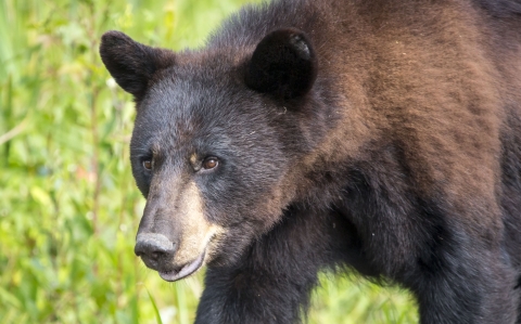 Profile of a bear with brownish fur