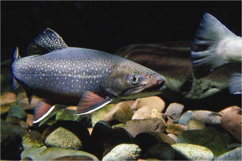 A close-up shot of an Eastern brook trout in front of large, rocky substrate.