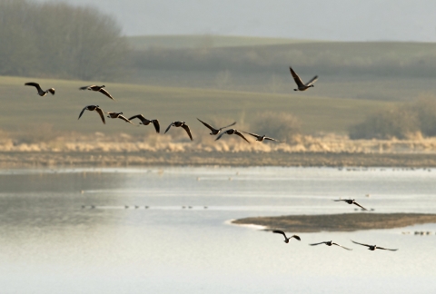 Birds fly above wetland