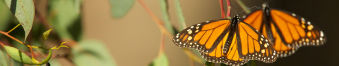 Two monarch butterflies sit on a plant.