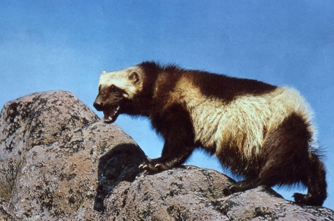 A hairy black and white animals climbs some rocks.