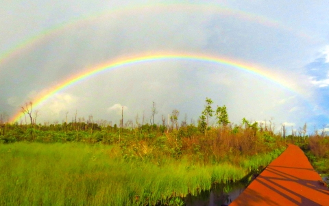A double rainbow over a flat boardwalk through a verdant wetland