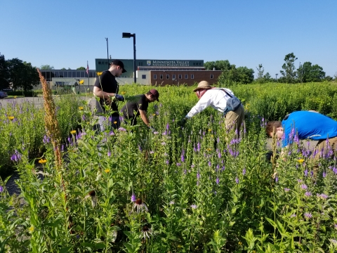 Four volunteers pull invasive plants from a garden. Bloomington Visitor Center is in the far background.