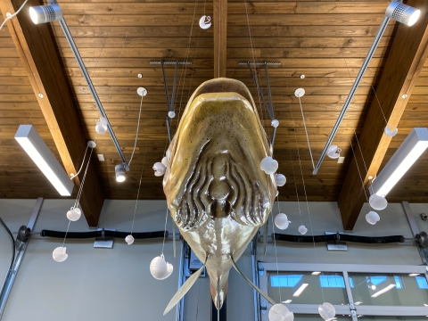 Model fish hanging from the ceiling surrounded by small, hanging white spheres that are cracked open.