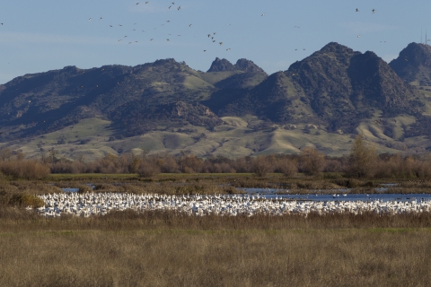 mountains in background. white geese in water 