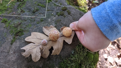 A child's hand holds a leaf upon a mossy rock