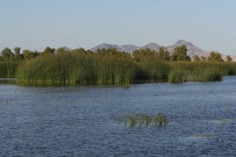 wetland with green cattails in background. mountains in background