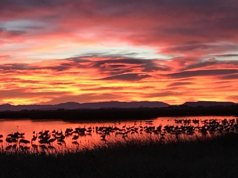 Sunrise on the Wetlands and Waterfowl