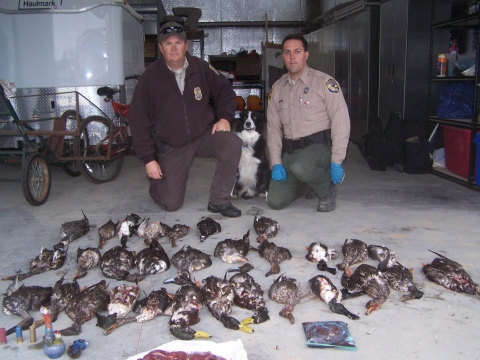 Refuge law enforcement and state game warden kneel behind illegally harvest waterfowl