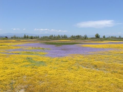 purple and yellow wildflowers blooming in vernal pool. green trees in background. blue sky with some white clouds